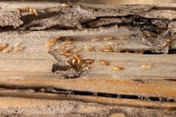 Best Wildlife Control Services  in Corrigan, TX