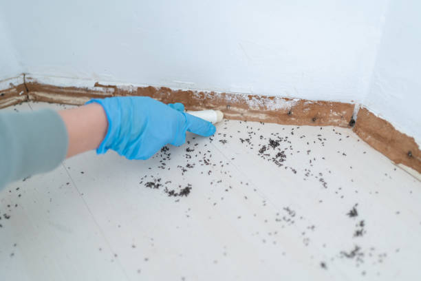 Best Bed Bug Extermination  in Corrigan, TX